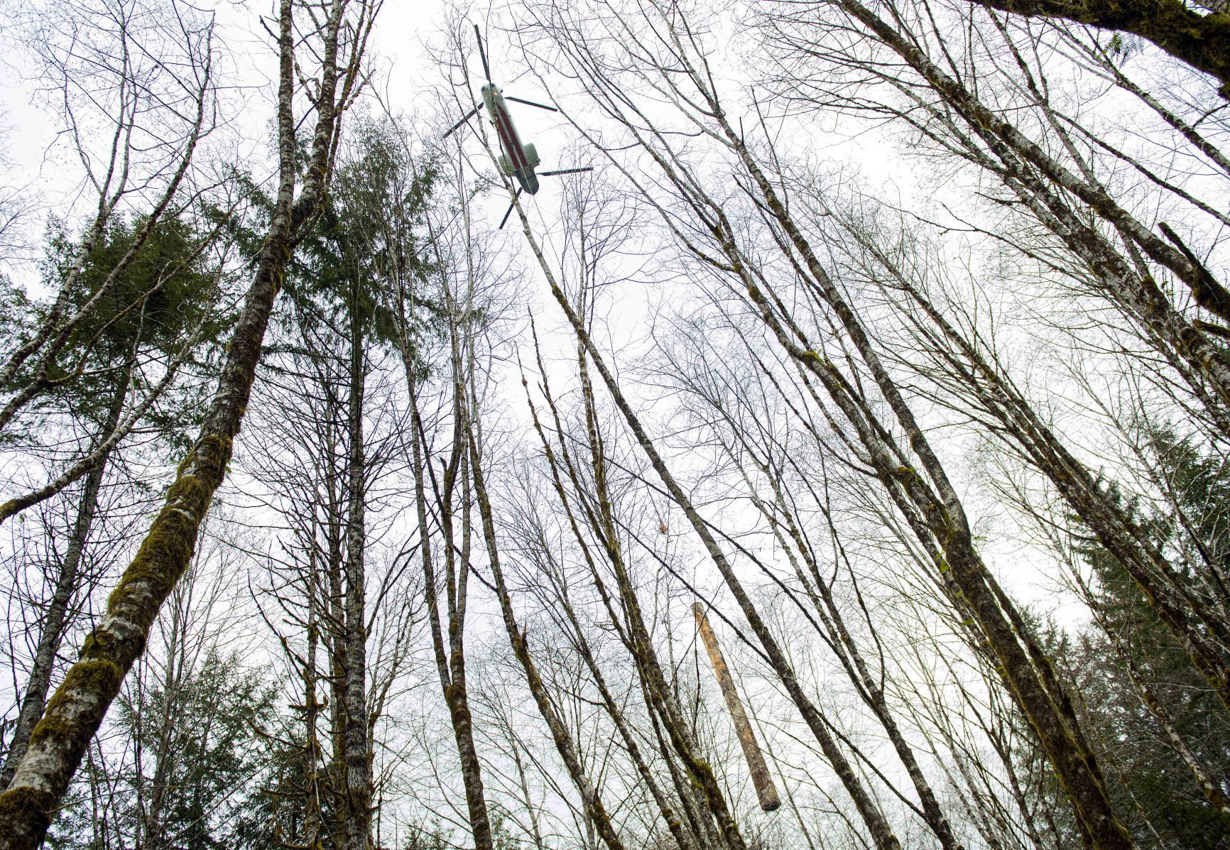 Dropping into the trees